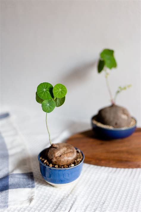 A place to share pictures and discuss growing, maintaining, and propagating houseplants succulent care tips: Stephania Erecta in 2020 | Moss plant, Miniature trees ...