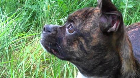 We are excited to announce that moana and smoke 5 beautiful blue/white boston terrier puppies! Boston Terrier/ Chihuahua puppy mix, Gidget, super cute ...