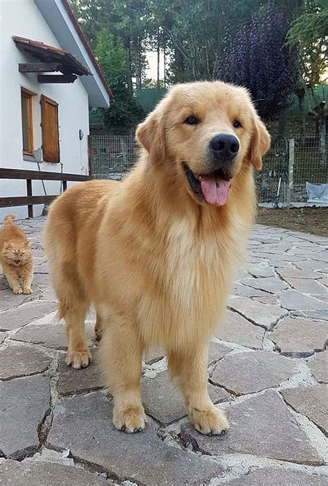 Da del rio lucente sei nel posto giusto. Allevamento golden retriever americano ...