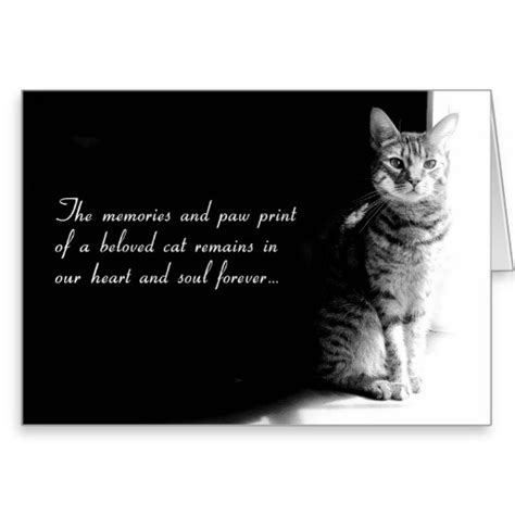 Cat Sympathy Poems Quotes Quotesgram
