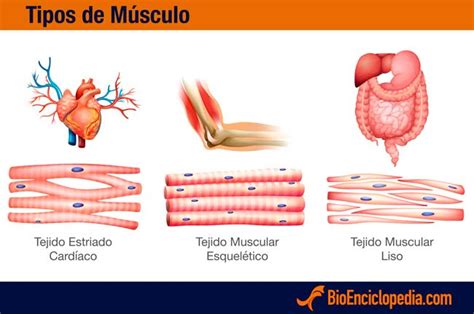 7 Tejidos Fundamentales Conectivo Muscular Nervioso Epitelial