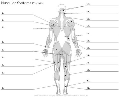 Posterior Muscles Unlabeled Muscle Diagram Human Body Anatomy Body