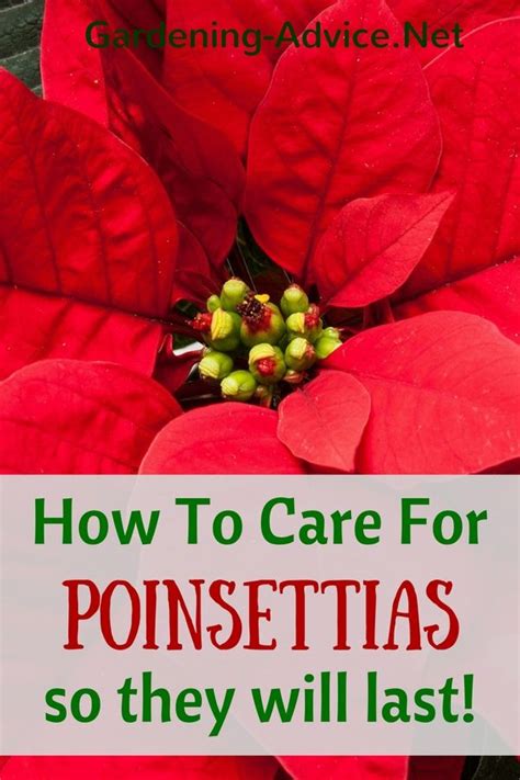 Poinsettia Care Tips For Growing Poinsettias Poinsettia Care