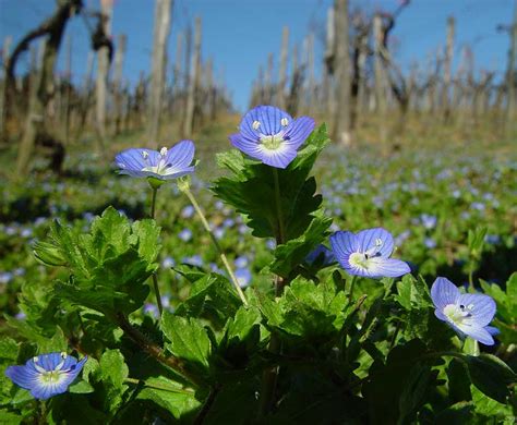 Veronica persica that matt and i stumbled upon on a walk in the sunshine. Veronica persica