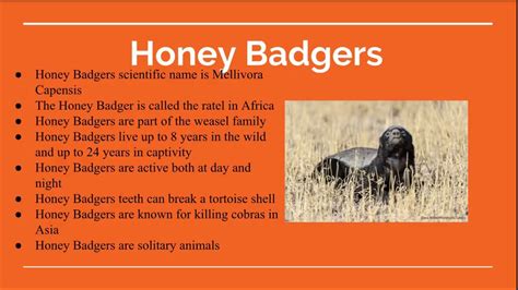 Facts About Honey Badgers Youtube
