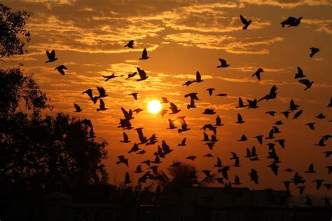 Wallpaper Sunlight Birds Animals Sunset Nature Reflection Sky