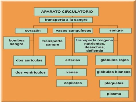 Mapa Conceptual De Sistema Circulatorio Geno Porn Sex Picture