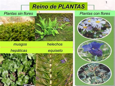 Plantas Sin Flores Sus Nombres