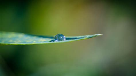 Download Wallpaper 1366x768 Leaf Water Drop Macro Tablet Laptop Hd