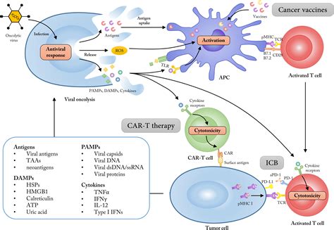 Frontiers Combining Oncolytic Viruses With Cancer Immunotherapy