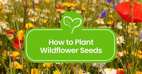 How To Plant Wildflower Seeds A Step By Step Guide To Blooming Beauty