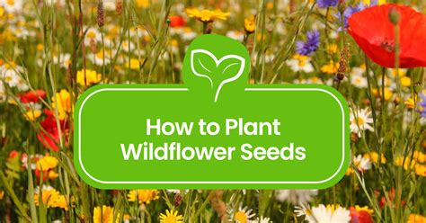 How To Plant Wildflower Seeds A Step By Step Guide To Blooming Beauty