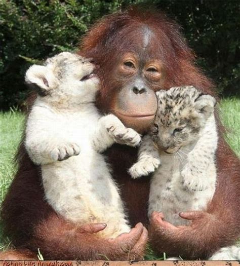 The Cutest Animal Friendship 62 Pics