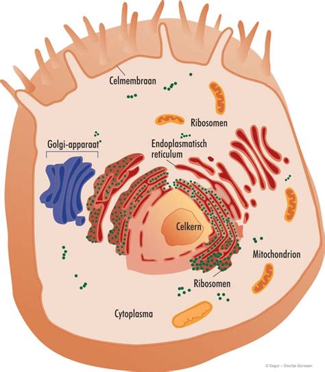 Onderdelen Van De Cel Lesmateriaal Wikiwijs