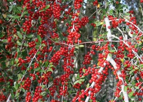 Bushes With Red Berries Offer Winter Garden Color Mississippi State