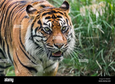 Sumatran Tiger Panthera Tigris Sondaica Hunting In Grassland Native