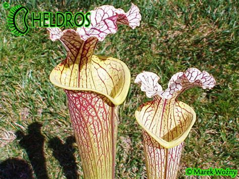 Norman parker is an actor. MK H89 Sarracenia x moorei 'Elizabeth', Norman Parker ...