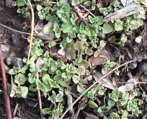 Bolo For Winter Annual Weeds Chickweed Henbit And Speedwell Hoosier