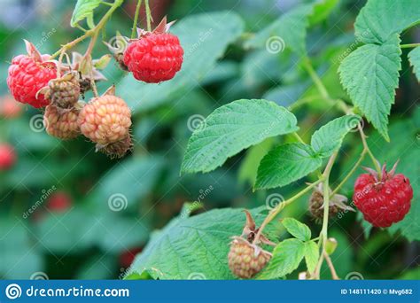 Ripe And Unripe Raspberries Are Grown In The Garden Stock Photo Image
