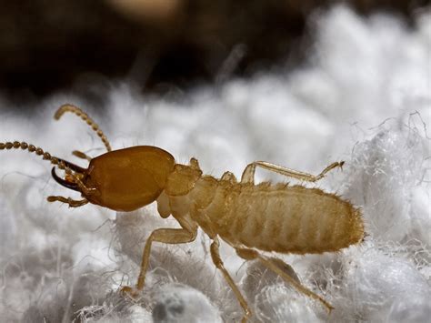 Cute Termites Eating Wood Another Option Is Wood And Plastic