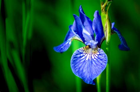 Images Gratuites Plante à Fleurs Bleu Fleur Iris Versicolor
