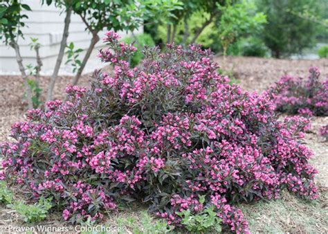 This useful plant grows wider than tall, making it the perfect choice for edging beds or walkways and for incorporating under windows in your landscaping. Images for Spilled Wine® - Weigela florida | Proven ...