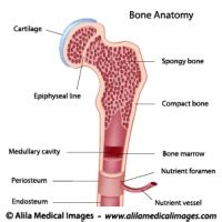 Cross section of the long bone. Bones, Joints and Muscles Gallery - Medical Information ...