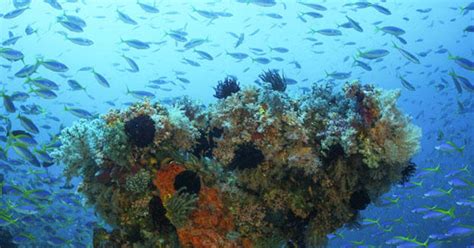 New Study Finds Earths Marine Life Is At Risk Due To Climate Change