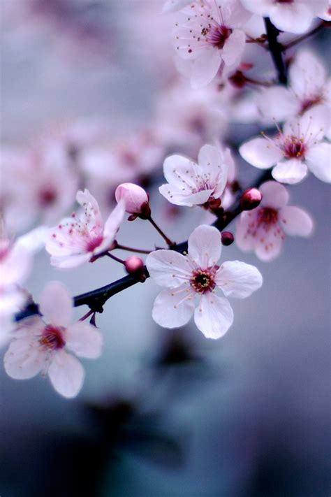 47 Cherry Blossoms Iphone Wallpapers Wallpapersafari