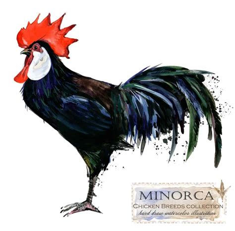 When buying chickens, there are so many different breeds to choose from that it can be difficult to know which best suit your needs. 12 Different Types of Chicken Breeds