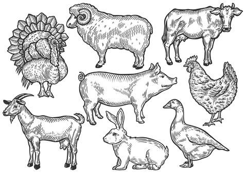 Farm Animal Set Illustration Vector Graphics ~ Creative Market