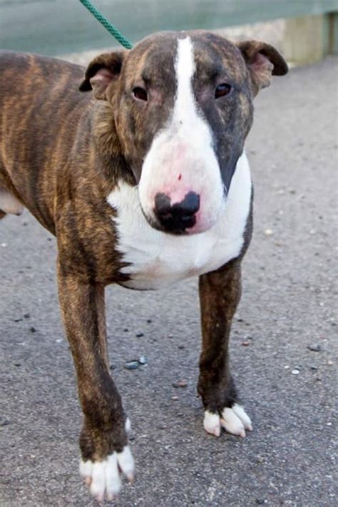 Why go to a dog breeder, cat breeder or pet store to buy a dog or. Stanley is an adoptable Bull Terrier searching for a ...