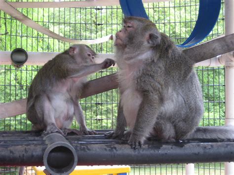 The Importance Of Grooming Primate Rescue Center