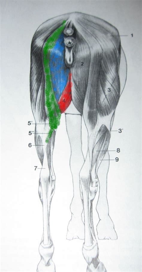 3 muscles on medial thigh; Groin Muscles Diagram Groin Muscle Injuries Anatomy Dr Mel ...