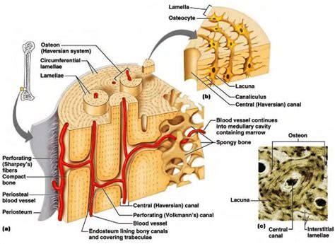 Osso Trabecular E Cortical Modisedu