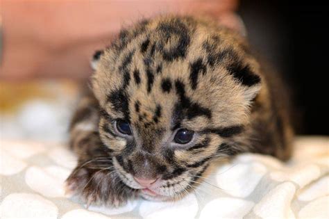 Mews Baby Clouded Leopard Katzenworld