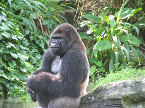 Gorillas Archives Living A Disney Lifeliving A Disney Life