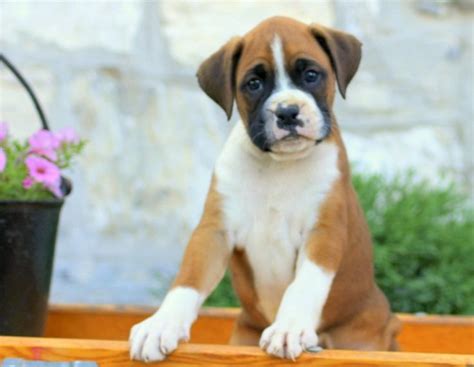 We did not find results for: Boxer Puppies For Sale | Central Avenue, NJ #248990