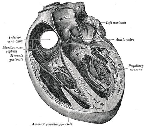 Ventricle Sagittal Hot Sex Picture