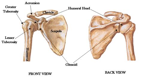 There are 206 bones in human body. Rotator Cuff Muscles - Shoulder Stabilizers • Bodybuilding ...