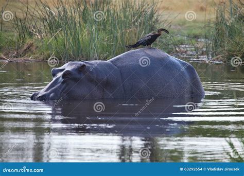 African Darter Anhinga Rufa Sitting On The Back Of Hippopotamus