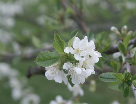 4k and hd video ready for any nle immediately. greens and jeans: Fruit Trees in Bloom
