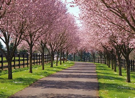 However, not all trees are suitable as borders for paved or gravel entrances. A driveway lined with cherry trees is my equivalent of ...