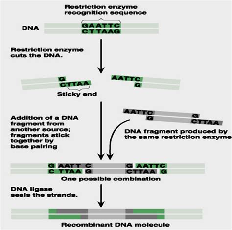 Recombinant RNA Technology Restriction Enzyme And DNA ...