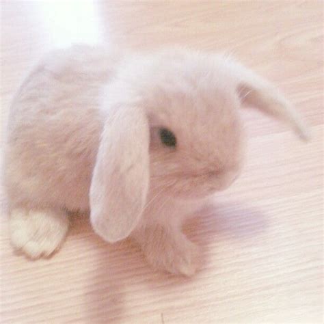 Bunny Cute Aesthetic Pfp