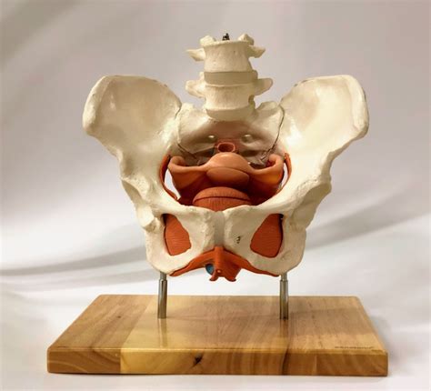 They form a large sheet of skeletal muscle that is thicker in some areas than in others. The pelvis and genitals | Anatomical Models | Anatomy ...