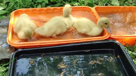 Ducklings Eating Mealworms In Water Youtube