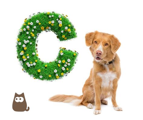 Raça De Cachorro Com A Letra C