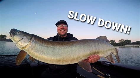 The muskellunge (esox masquinongy), often shortened to muskie, musky or lunge, is a species of large freshwater fish native to north america. SLOW TOPWATER for COLD FRONT MUSKIES - YouTube