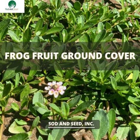 Frog Fruit Ground Cover Sod And Seed